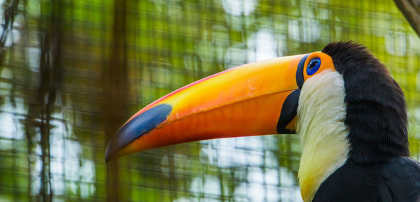 Close-up of a bird