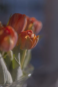 Close-up of red tulip