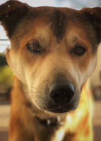 Close-up portrait of dog