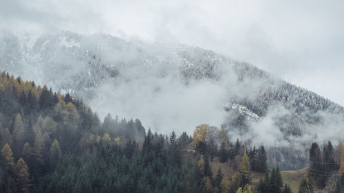 Panoramic shot of pine trees against sky