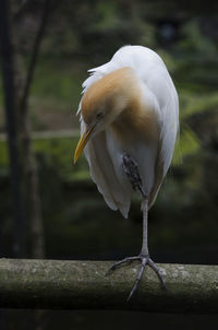 Close-up of bird perching on a branch