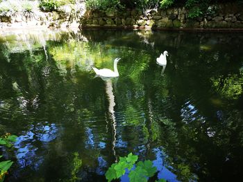 View of birds in lake