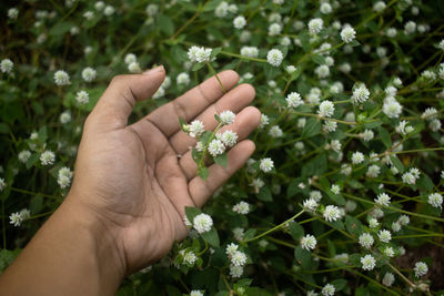 Close-up of hand holding small flower