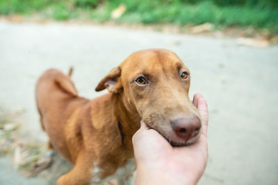 Midsection of person with dog