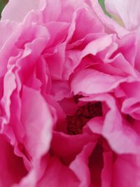 Macro shot of pink rose flower
