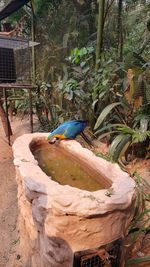 View of bird perching on tree