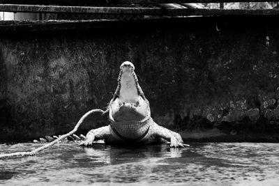 View of turtle in swimming pool