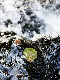 Close-up of leaf in water