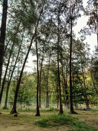 Trees in forest