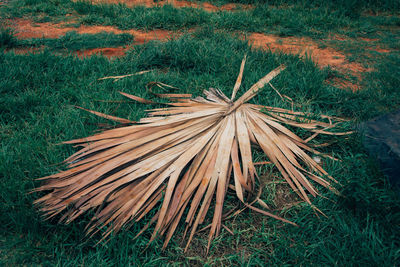 High angle view of plant on field