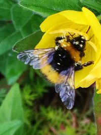 Close-up of bee on yellow flower