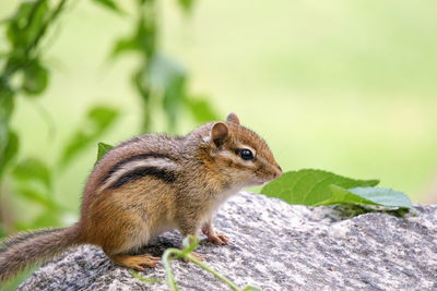 Close-up of squirrel