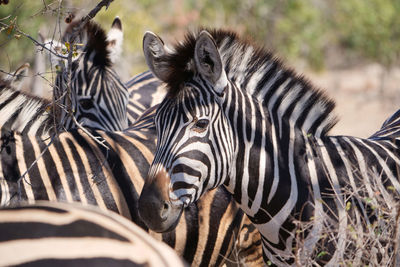 Close-up of zebras on field