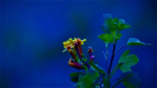 Close-up of blue flowers blooming outdoors