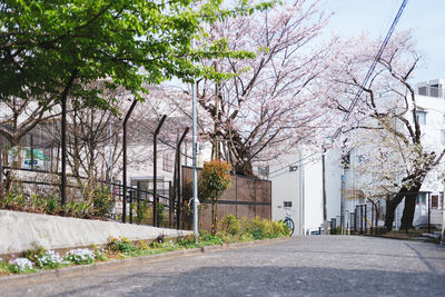 Road along trees in city