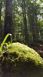 Close-up of moss growing on tree trunk