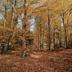 Trees in forest during autumn