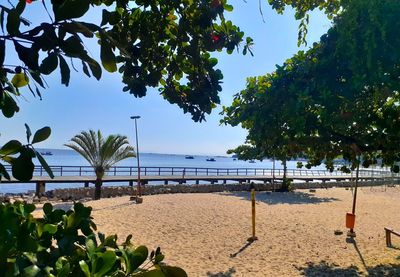 Trees growing on beach against sky