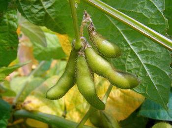 Close-up of insect on leaf
