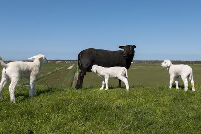 White baby lamb drinking from black sheep