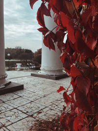 Close-up of red leaves on plant against sky