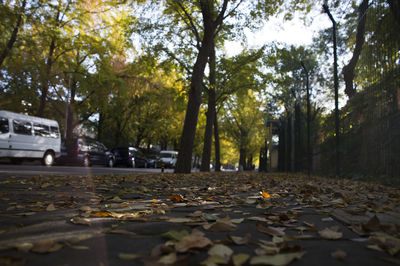 Trees in park