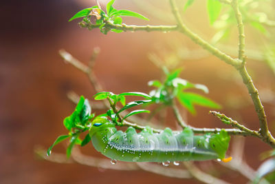 Close-up of caterpillar on plant stem