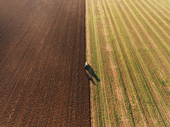 High angle view of corn field