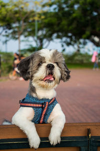 Close-up of dog