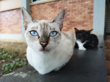 Close-up portrait of cat by wall