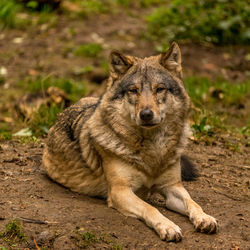 Portrait of lion sitting on land