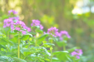 Close-up of pink flowering plant