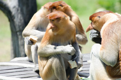 Proboscis monkeys sitting on table