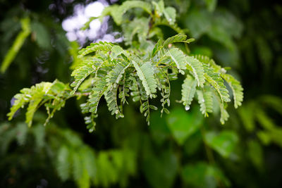 Close-up of fresh green leaves on tree