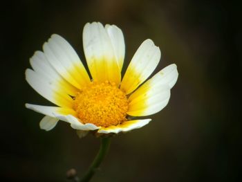 Close-up of yellow flower blooming outdoors