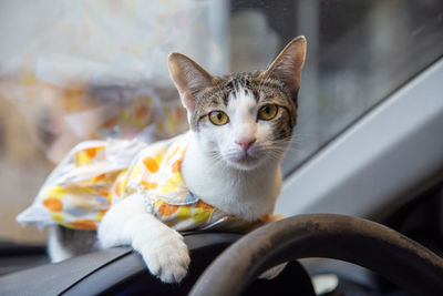 Adorable cat wearing a dress sitting on console car
