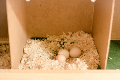 Close-up of eggs in container