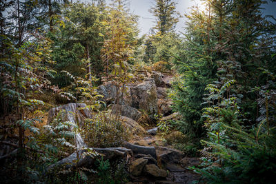 Pine trees in forest