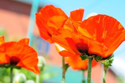 Close-up of orange flower blooming in park