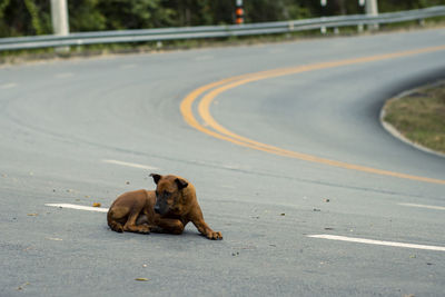Dog on road