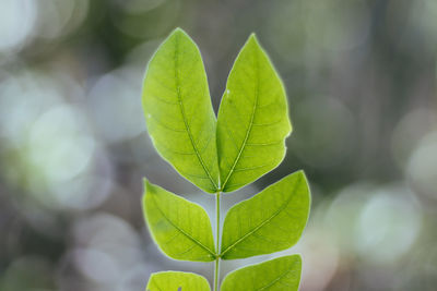 Close-up of green leaves