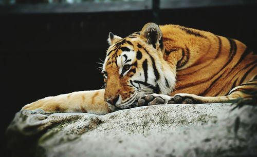 Close-up of tiger relaxing outdoors