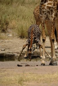 Zebras in a drinking water