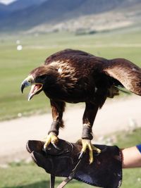 Close-up of a bird