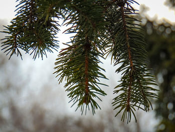 Close-up of pine tree branch