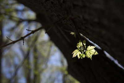 Close-up of leaves on tree