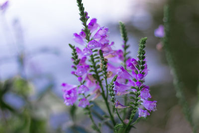 Close-up of purple flowering plant