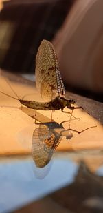Close-up of butterfly on table