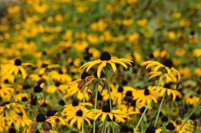 Close-up of yellow flowering plant in field