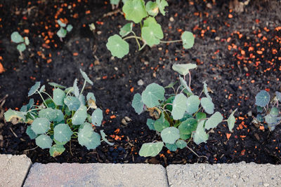 The nasturtium's are growing but off to a slow start